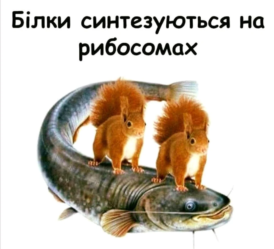 Гіфку завантажив Тетяна