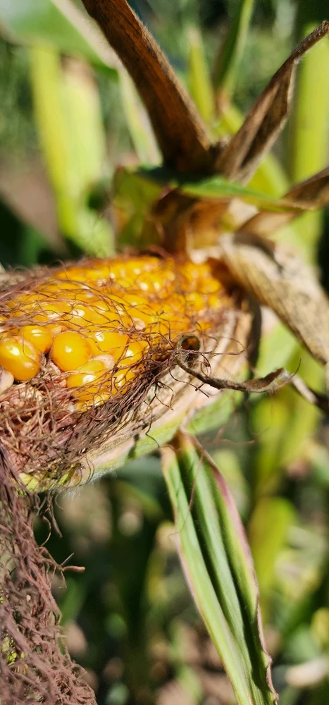 Image uploaded by Ŕąfet