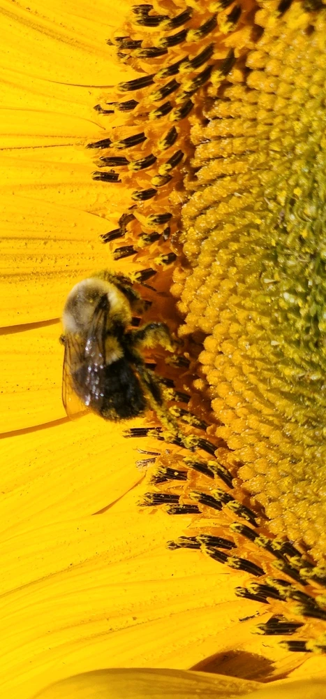 Image uploaded by Ŕąfet