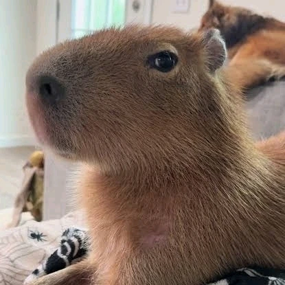 Gambar diunggah dening 𝓢𝓮𝓻𝓮𝓷 • 𝓢𝓮𝓻𝓮𝓷𝓭𝓲𝓹𝓲𝓽𝔂