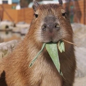 Gambar diunggah dening 𝓢𝓮𝓻𝓮𝓷 • 𝓢𝓮𝓻𝓮𝓷𝓭𝓲𝓹𝓲𝓽𝔂