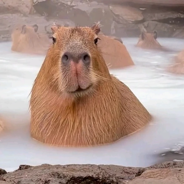 Gambar diunggah dening 𝓢𝓮𝓻𝓮𝓷 • 𝓢𝓮𝓻𝓮𝓷𝓭𝓲𝓹𝓲𝓽𝔂