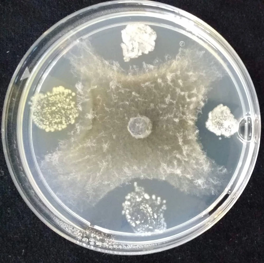 Imagen subida por Echiniscus