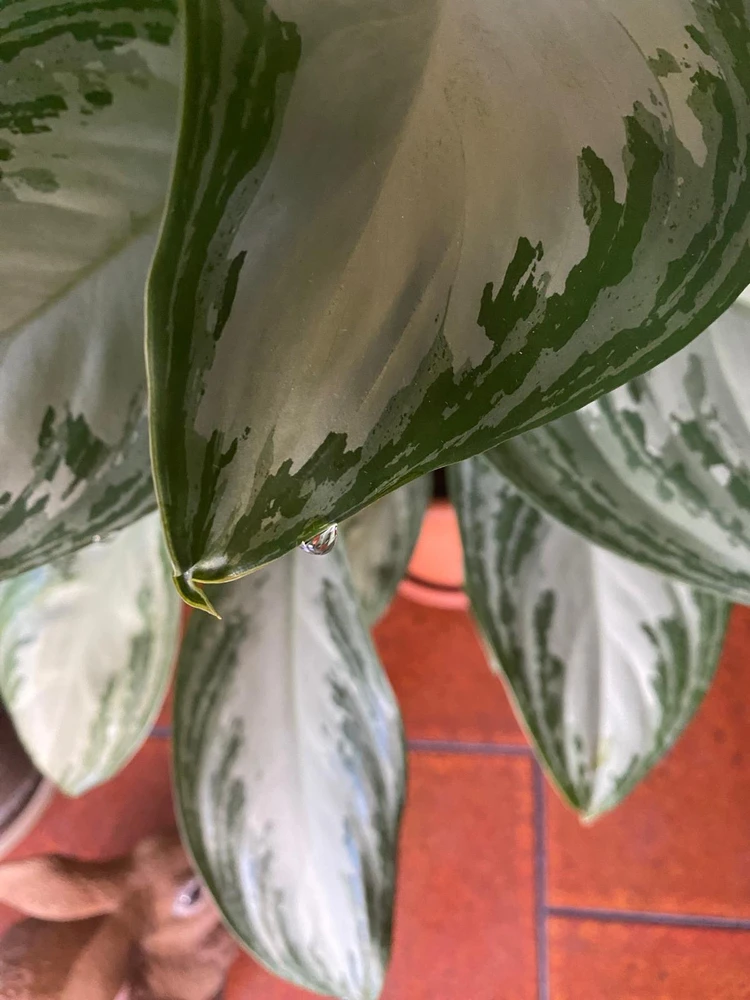 GIF caricata da Lolly