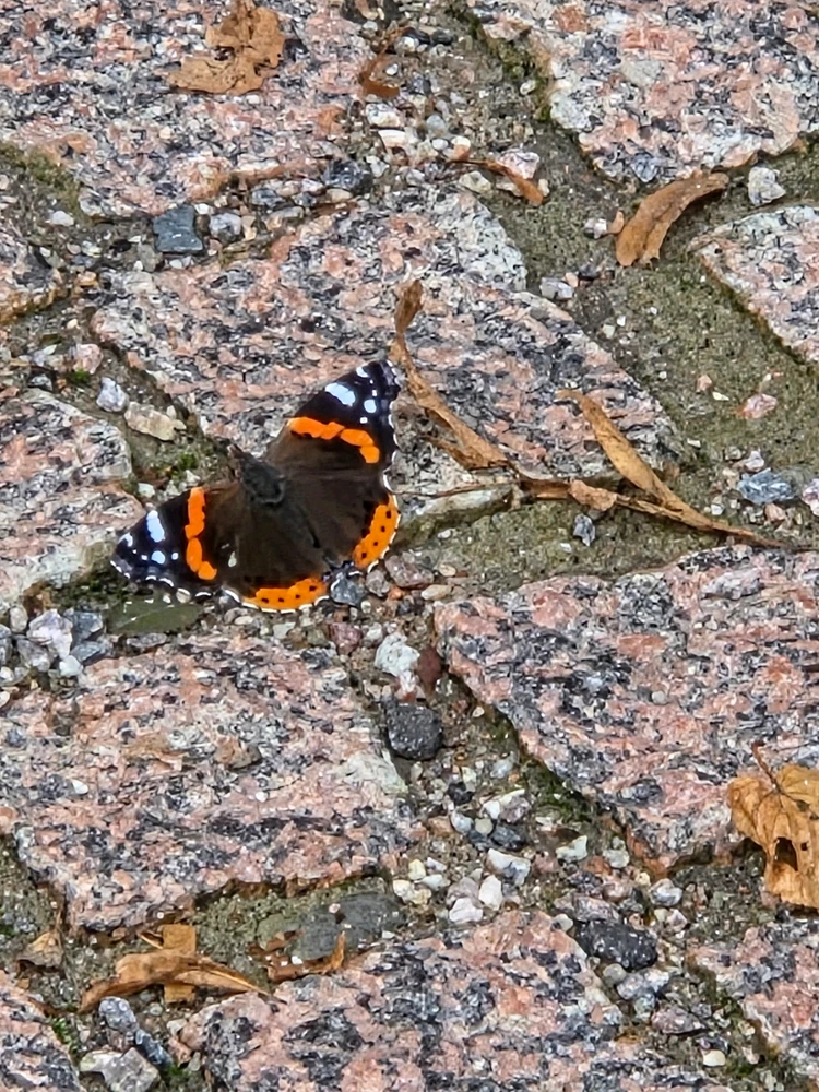 Image uploaded by Sanni