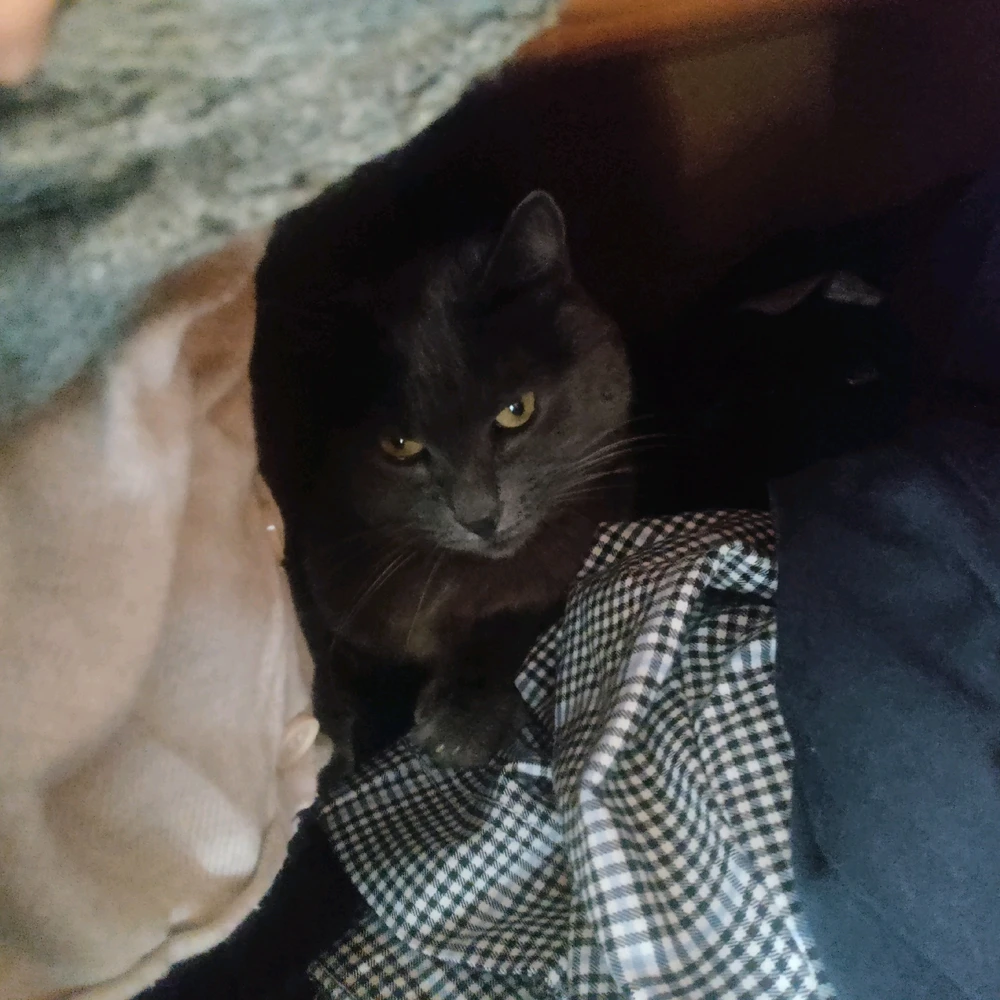 Was searching for this gremlin and found her in my clothes π!