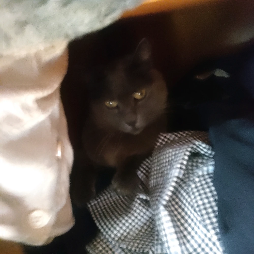Was searching for this gremlin and found her in my clothes π!