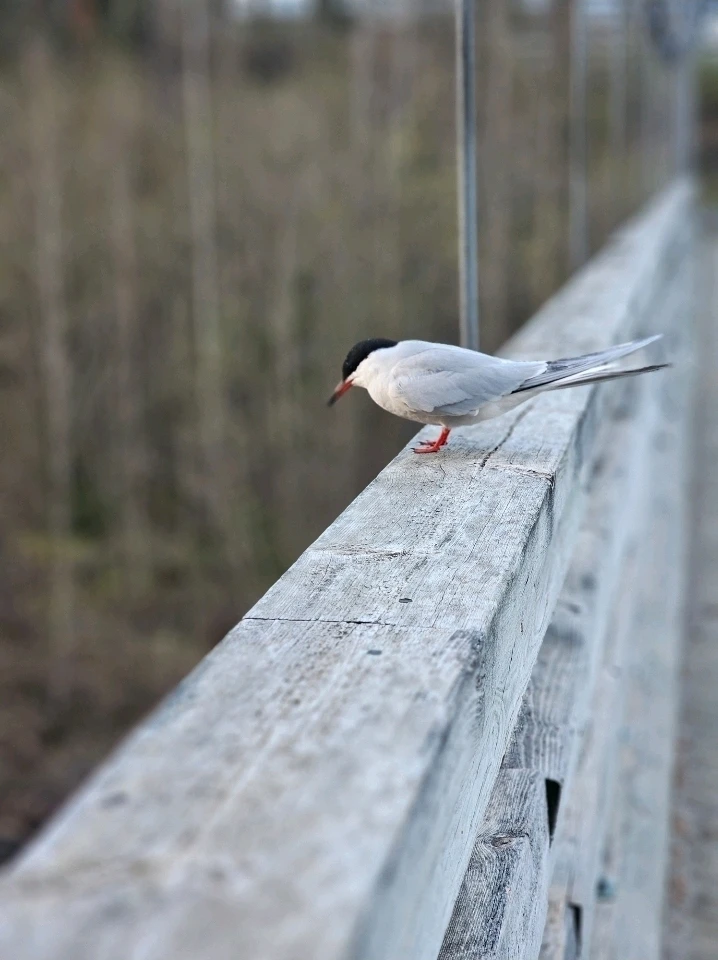 GIF-tiedoston lisäsi Johanna