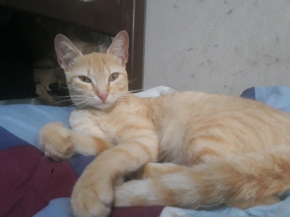 GIF enviado por Vinício Heleno