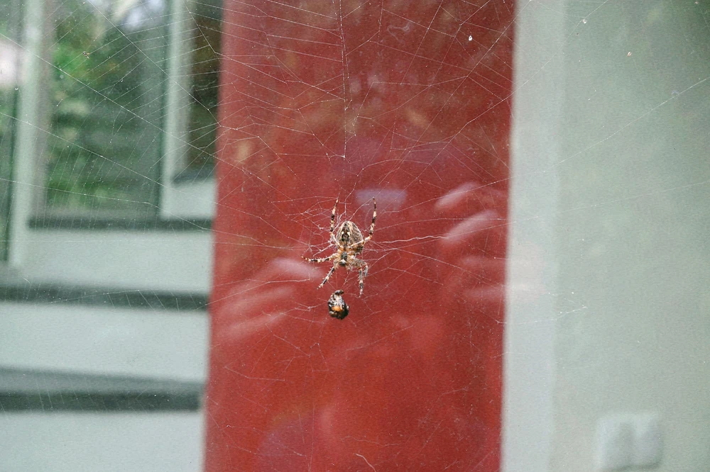 GIF uploaded by Kioshi