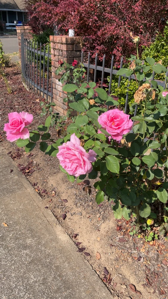 I am listening to master of Puppets by Metallica 😆