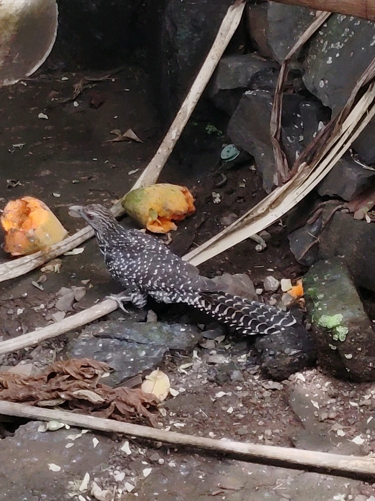 GIF diunggah dening sebastian