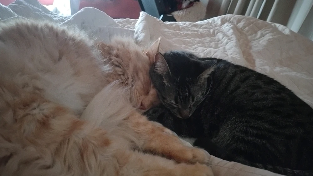 GIF subido por Priscila