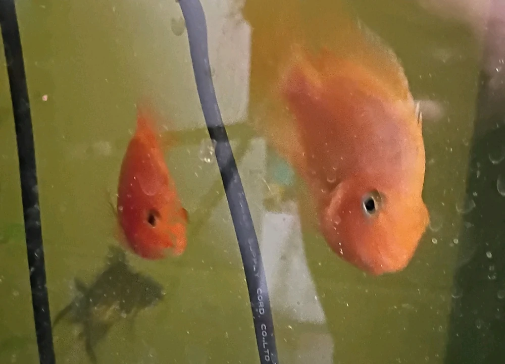 GIF diunggah dening Cherry