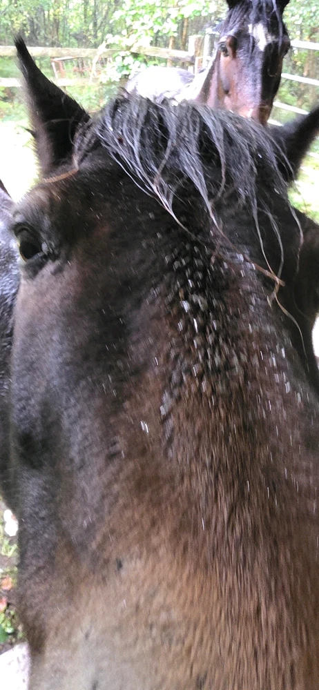 Image uploaded by Dylan