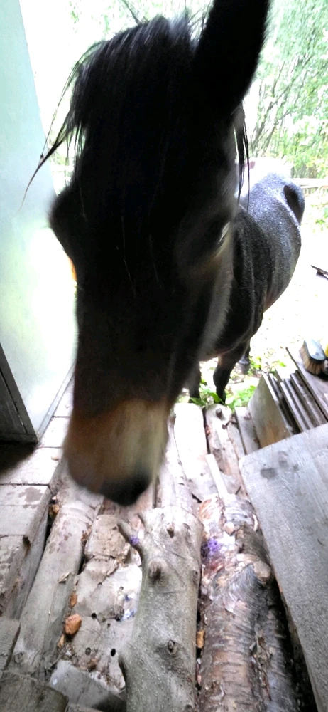 Image uploaded by Dylan