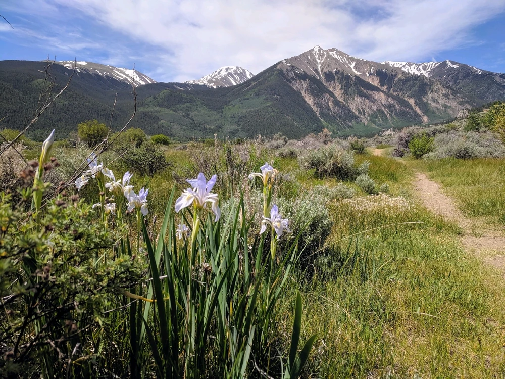 Wildflowers & Mountains