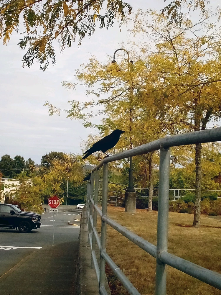 GIF uploaded by Phoenix