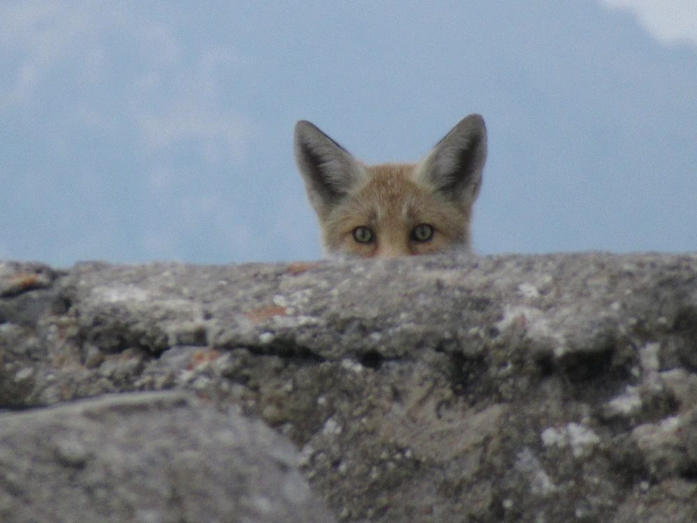 GIF caricata da Shinrin