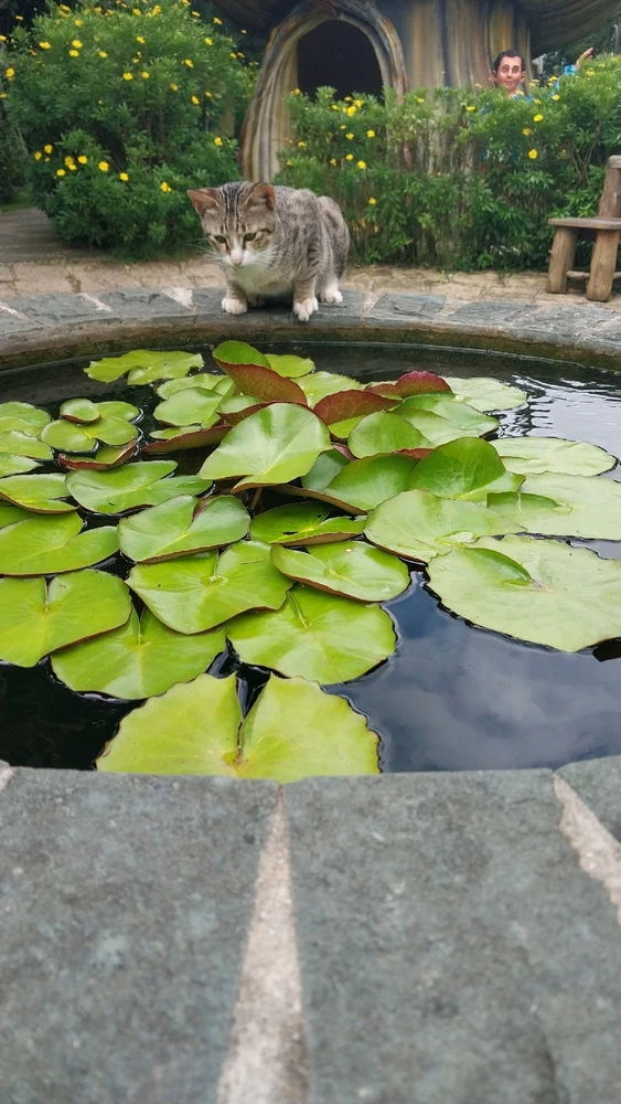 GIF được Thì lì tải lên