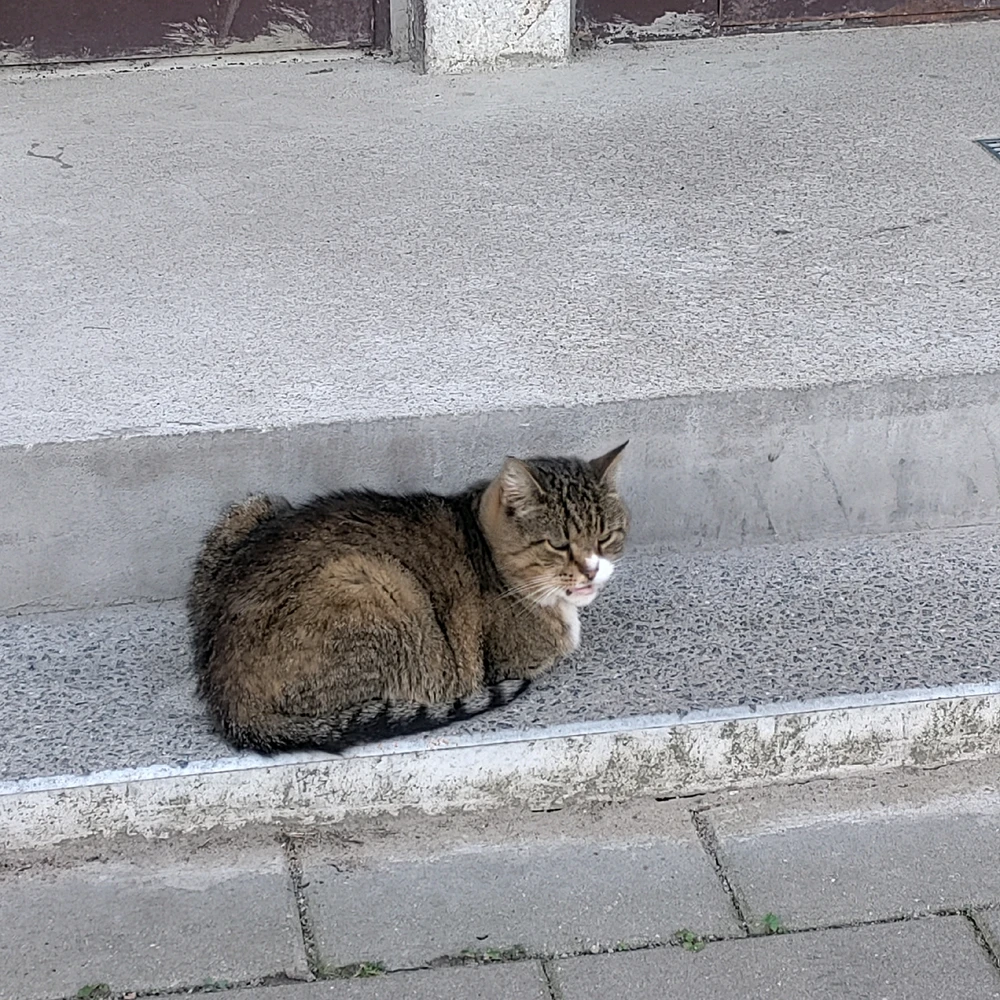 Duab xa los ntawm Sofija