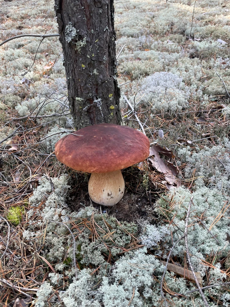 Фото загрузил Светлана / Veta