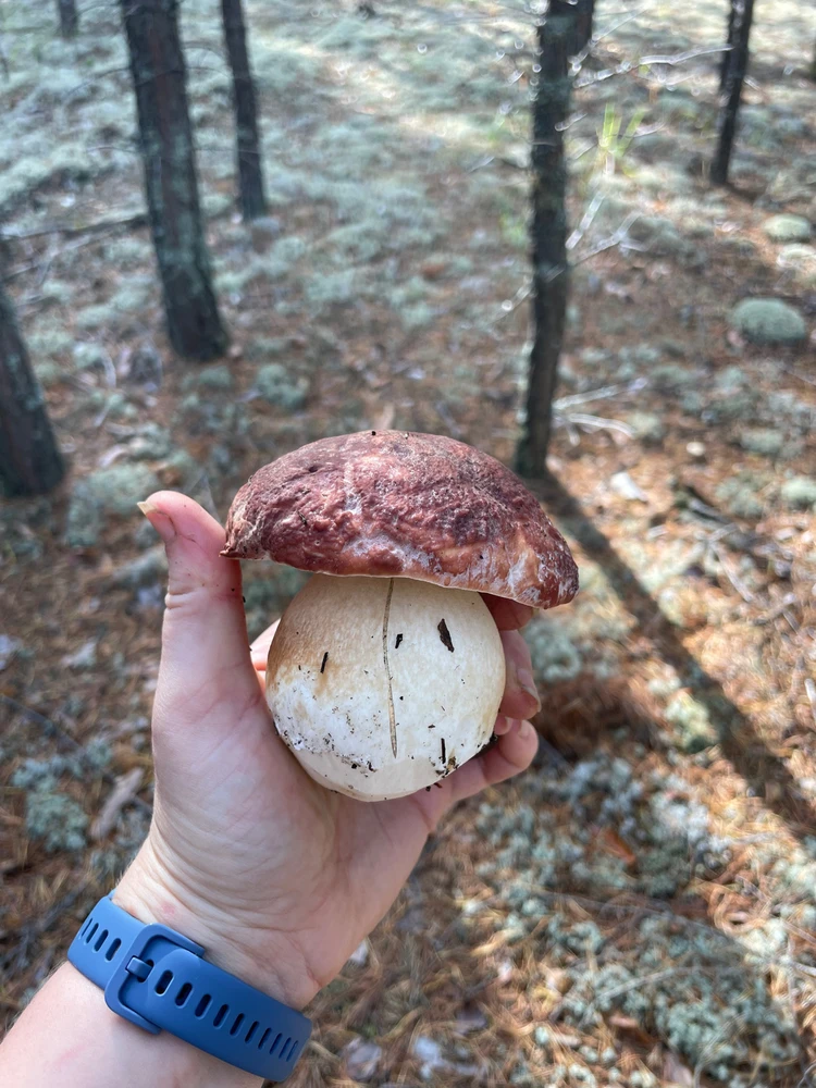 Фото загрузил Светлана / Veta