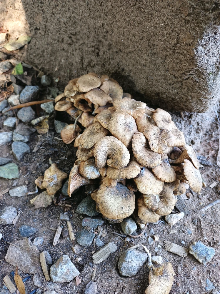 Image uploaded by Joshua