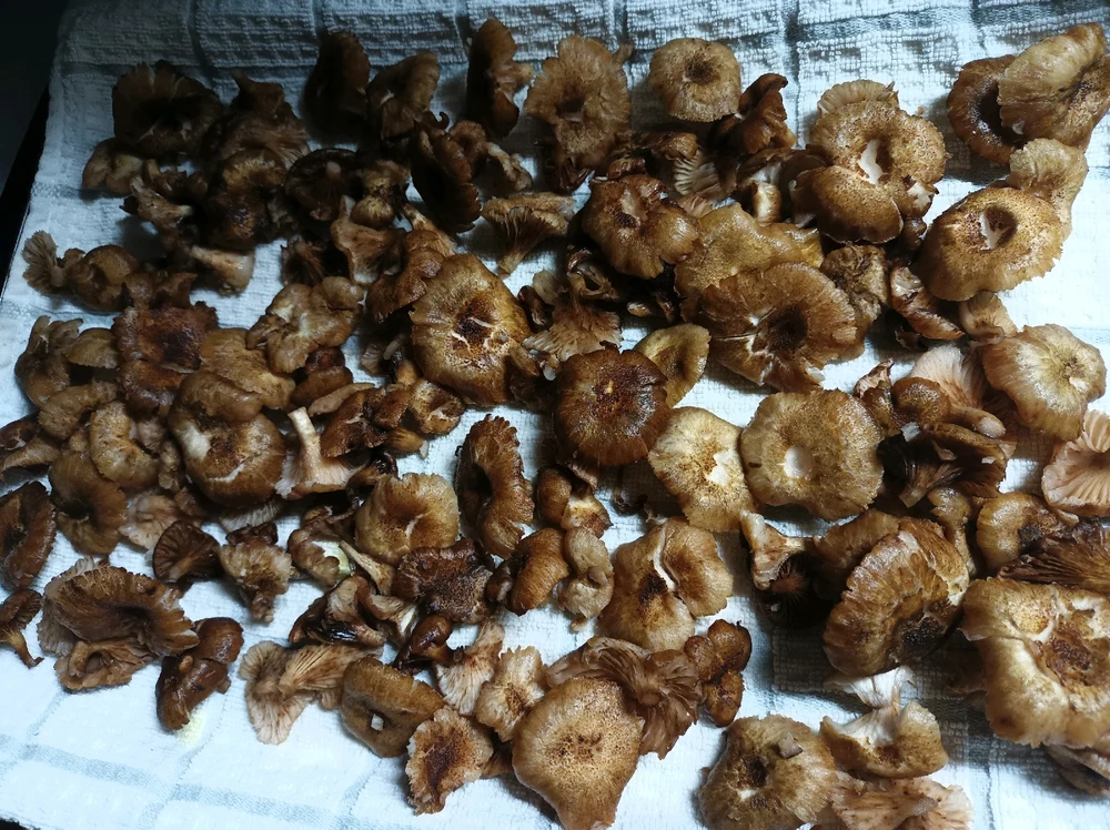 Image uploaded by Joshua