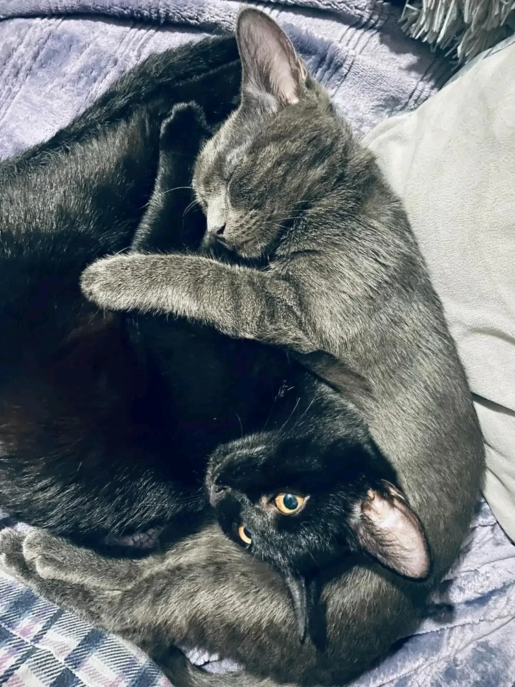 GIF üles laaditud kasutajalt Kristjan