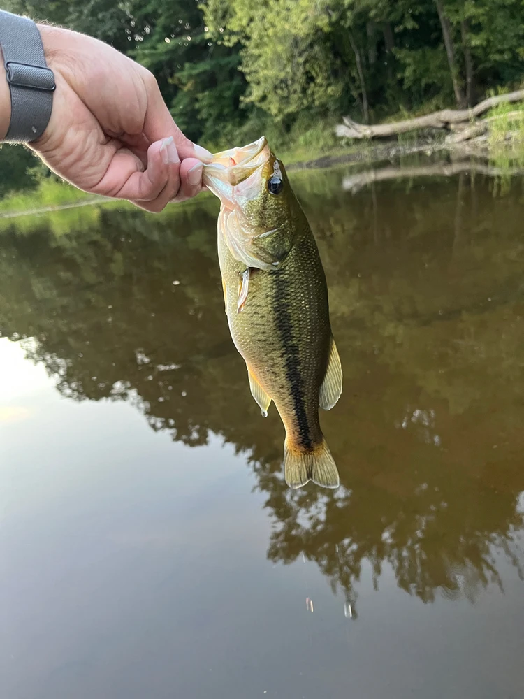 Largemouth Bass