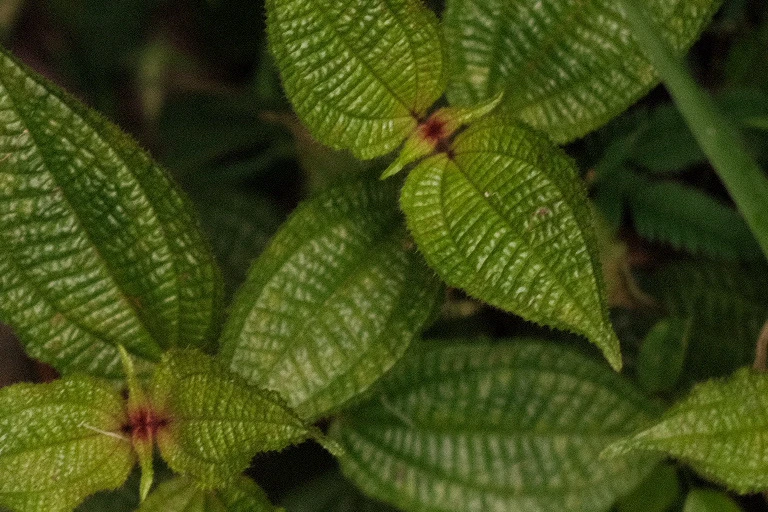 Image uploaded by Alo