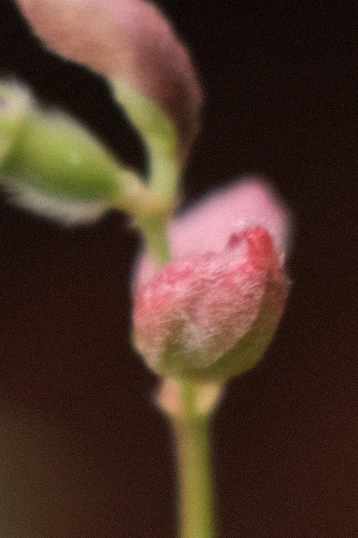 Image uploaded by Alo