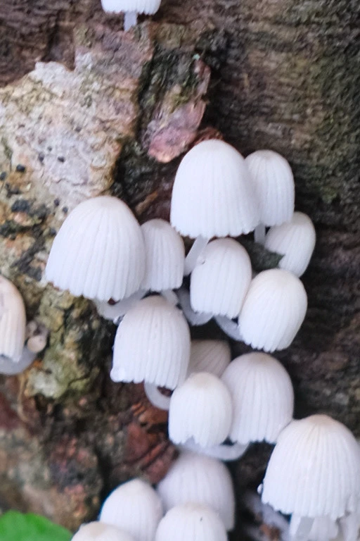 Image uploaded by Alo