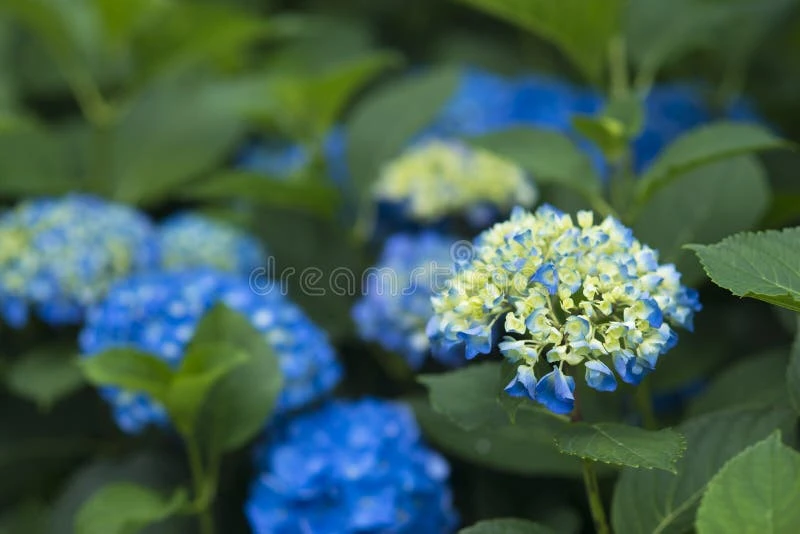 Image uploaded by Javier Lucifer Collipal Saavedra