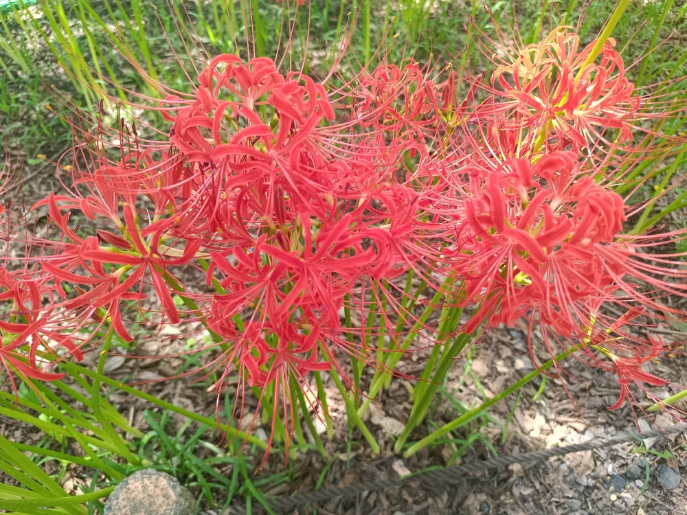 Image uploaded by Carlos カルロス