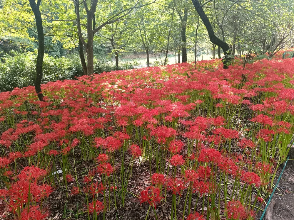 Image uploaded by Carlos カルロス