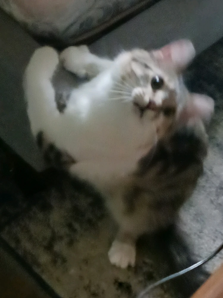 Matthew上传的GIF