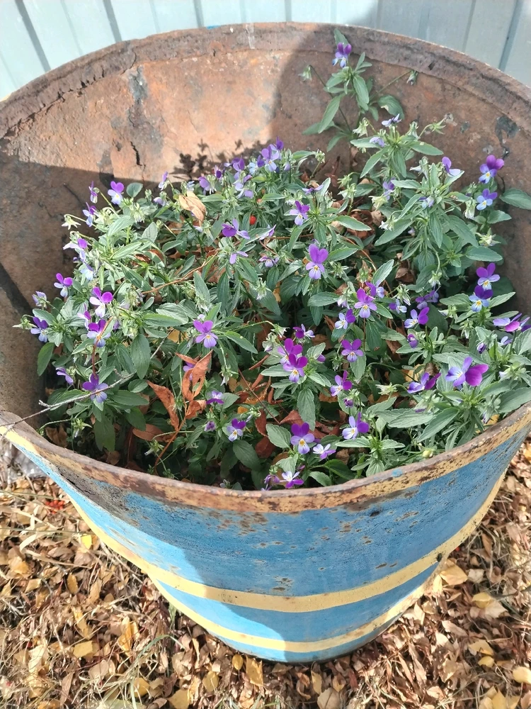 Image uploaded by Tusya