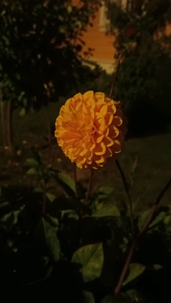 Image uploaded by Lise