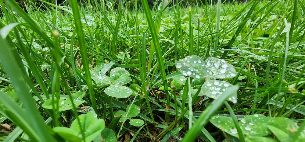 Image uploaded by Ŕąfet