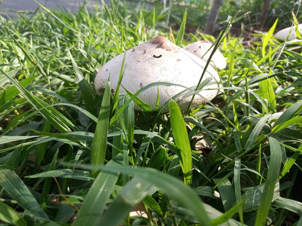 由𝐾𝑎𝑒𝑙 𝑁𝑖𝑒𝑡上传的图片