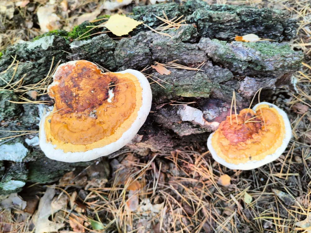 Zdjęcie dodane przez ᛏᛟᛗᚨᛊᛉ