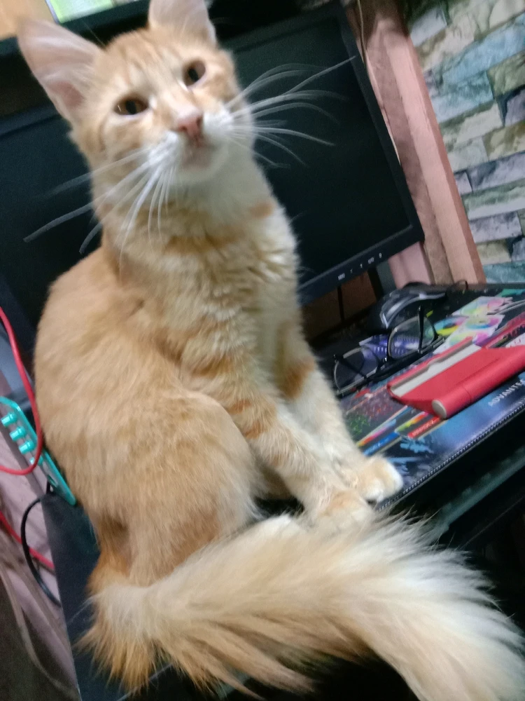 Image uploaded by πJπoπeπyπ