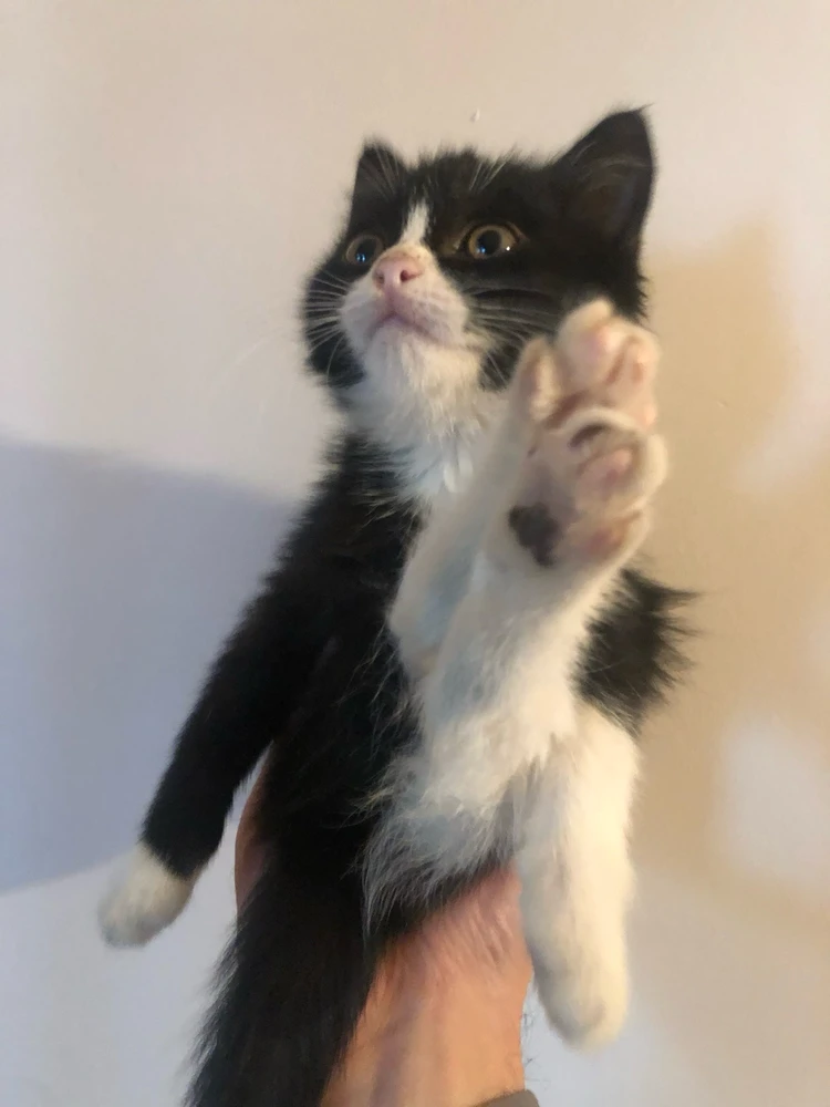 Image uploaded by Gor