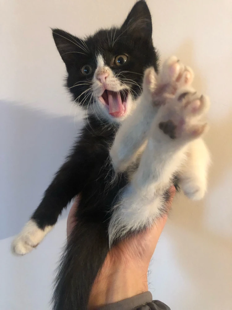 Image uploaded by Gor