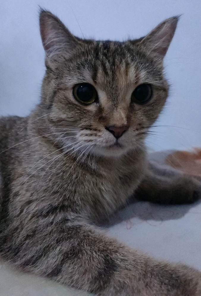 GIF imtella' minn ꨄ𝐃ꨄ