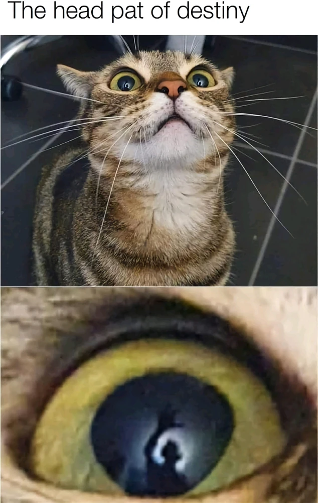 Image uploaded by Su Purrschaman
