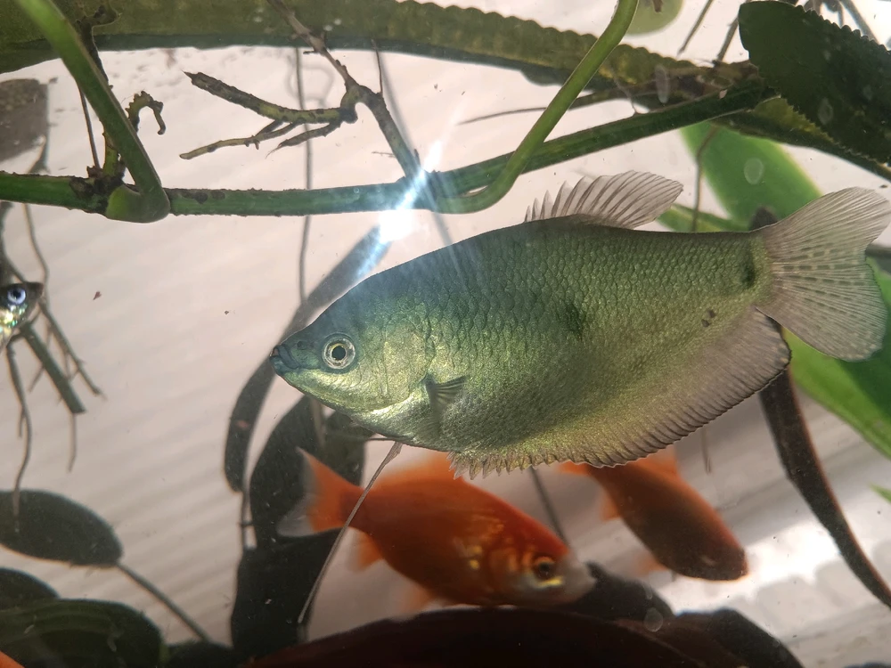 GIF uploaded by Katherine