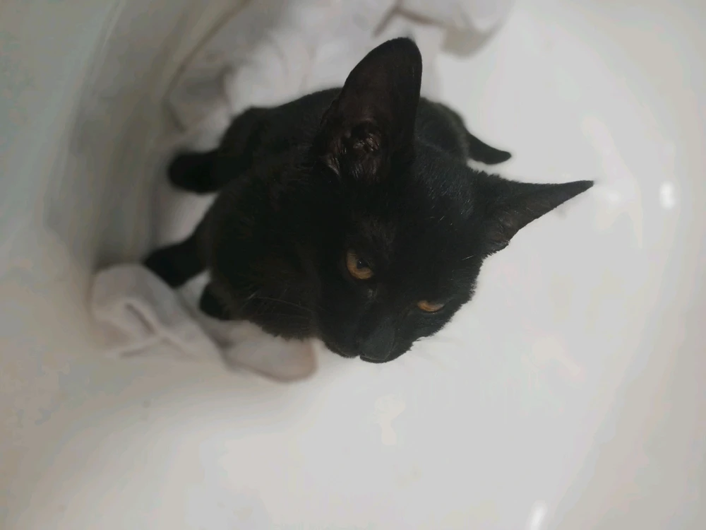 GIF uploaded by Cat-a-strophe